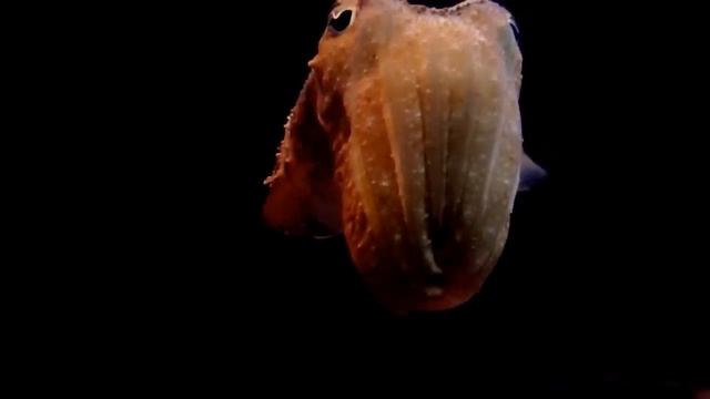 seiche, Sepia officinalis, Common cuttlefish, céphalopodes,octopus смотреть онлайн