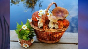 "Зона смешанных и широколиственных лесов", Окружающий мир 4 класс ч.2, с.26-30, Школа XXI век.