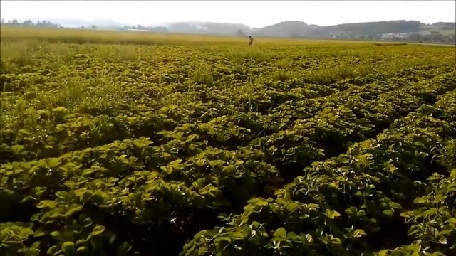 Клубничное поле в Австрии | Strawberry field in Austria смотреть онлайн