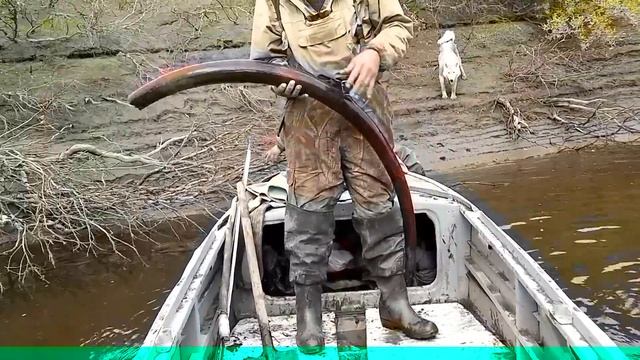 Бивень мамонта