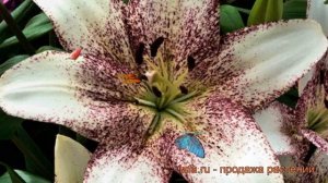 Лилия ла-гибрид Свит Дзаника ? обзор: как сажать, луковицы лилии Свит Дзаника