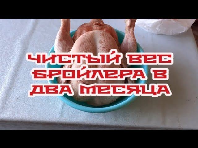бройлер кобб 500 в два месяца - чистый вес.... смотреть онлайн