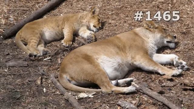 #1465. Львы (В мире животных) смотреть онлайн