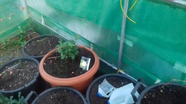 Growing grapes in pots. Roses and Geraniums!! смотреть онлайн