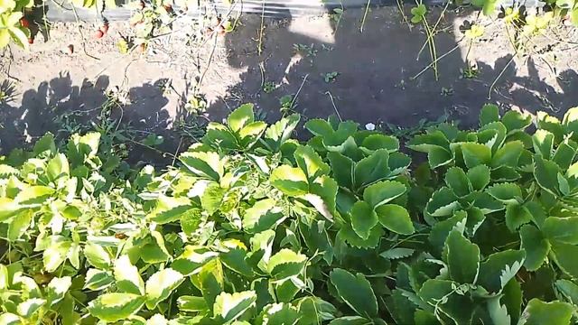 ЛЮЧИЯ на второй год плодоношения.Обзор сорта в условиях средней полосы. смотреть онлайн