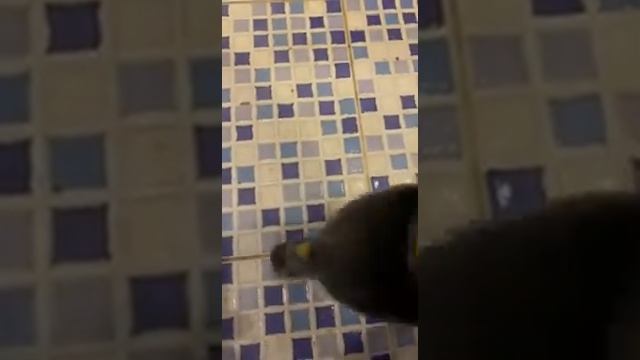 Чистим швы в ванной без химии смотреть онлайн