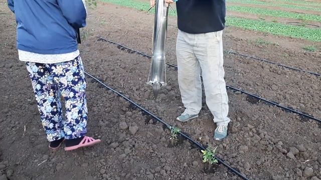 Сажаем томат пистолетом для рассады. Тел.89225318828, 89225475928 смотреть онлайн