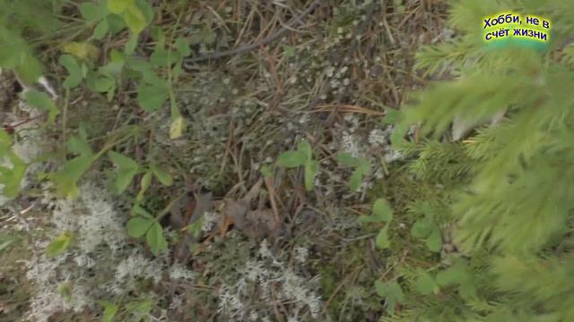 Мои первые грибы 2019 г смотреть онлайн