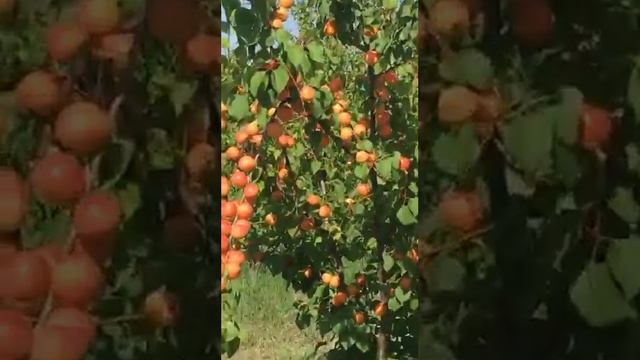 туретиски урик магадор малумотлари тел оркалий чушунтурув берилади +998994353977 кучатидан бор кузг смотреть онлайн