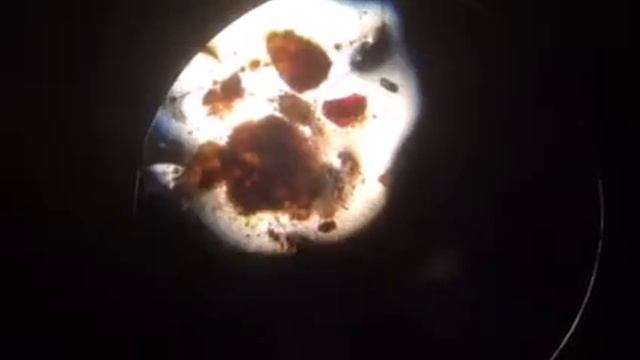 Ушной клещ у молодой кошки смотреть онлайн