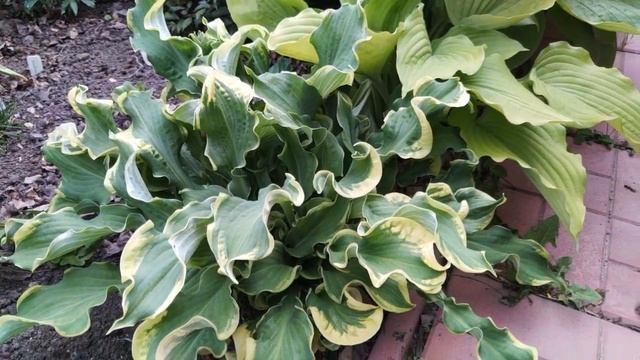 Хоста wheee. Самая волнистая хоста смотреть онлайн