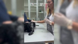 Ложная беременность у собак