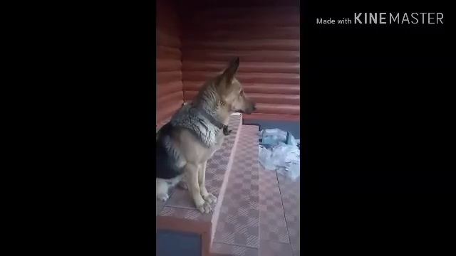 "советы от говорящей овчарки" #1 как придумать имя щенку ( любому питомцу!) смотреть онлайн