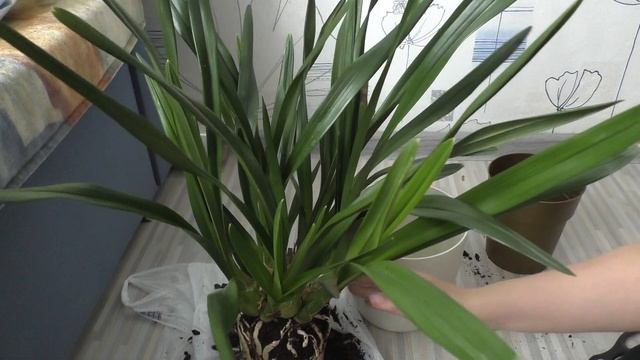 Цимбидиум|Cymbidium пересадка ||Разделять или нет?