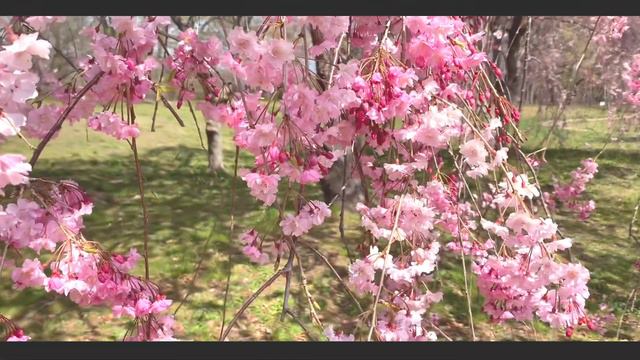 さくらのうた／福田洋介 アンサンブル・ショコラ(sax、flute、soprano voice、piano) смотреть онлайн