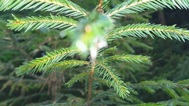 ASMR скрипит и хрустит под ногами снег в лесу смотреть онлайн