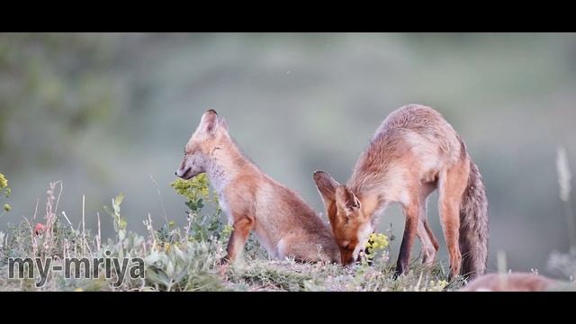 Лиса ухаживает за лисёнком. смотреть онлайн