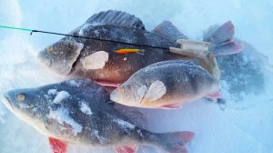 ЗА ТАКИМИ ГОРБАЧАМИ МЫ СЮДА ПРИЕХАЛИ! Окунь на балансир, рыбалка зимой 2021-22