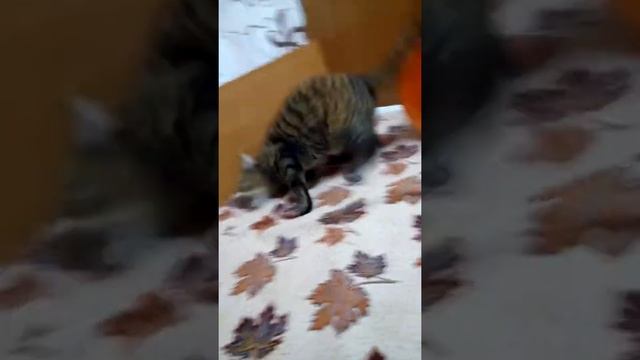 Кошка и белезна смотреть онлайн