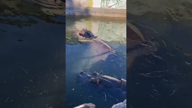 Спонтанная поездка с детьми из Нови сад в Белградский зоопарк смотреть онлайн