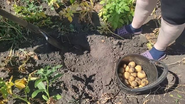 Рыбка домашнего копчения. Начинаем ремонтные работы. Копаем картошку. смотреть онлайн