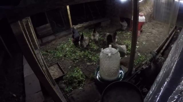 И снова мой передний палисадник Освещение у кур смотреть онлайн