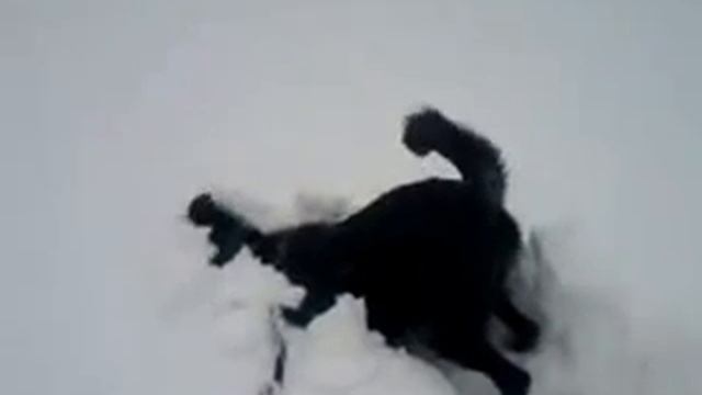 пес снегоочиститель)))) смотреть онлайн