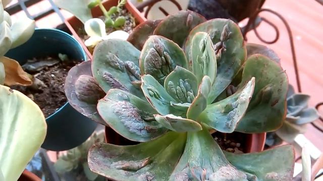 狂野男爵Echeveria 'Baron Bold' смотреть онлайн