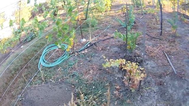 Подготовка почвы к посадке чубуков винограда осенью смотреть онлайн