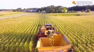 Как собирают кукурузу. Процесс сбора урожая кукурузы