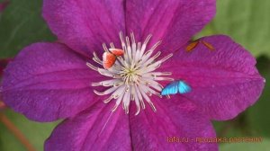 Клематис крупноцветковый Криспина (kryspina) ? обзор: как сажать, саженцы клематиса Криспина