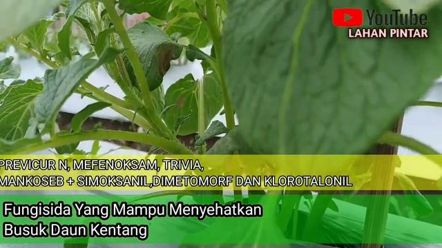 Tanaman Kentang Terserang Phytophthora Infestans, Jangan Risau!! Gunakan Fungisida Ini