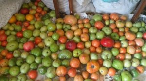 Зеленые помидоры. Секрет дозревания дома.