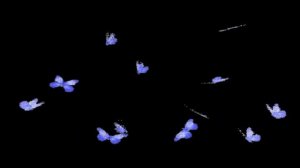 Footage butterflies flying on a black background /Футаж бабочки летающие на черном фоне