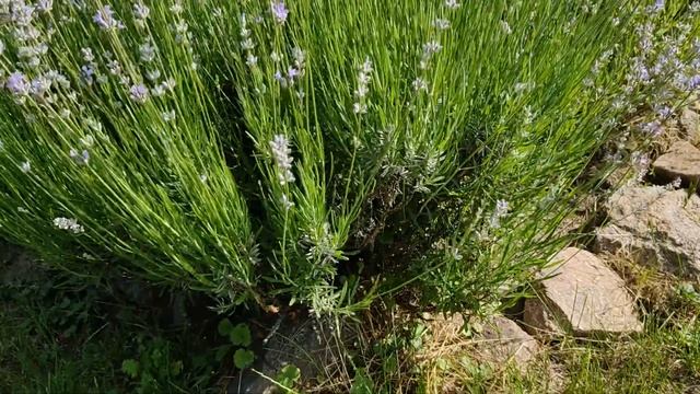 Лаванда. Сбор, Лечебные Свойства. Лавандовое Масло смотреть онлайн