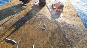 ?Тигровый пилькер Творит Чудеса. Нарвался на Саргана. Морская Рыбалка.