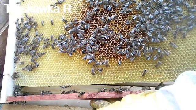 В улей залетел ОГРОМНЫЙ рой пчёл... Или воруют воровки... смотреть онлайн