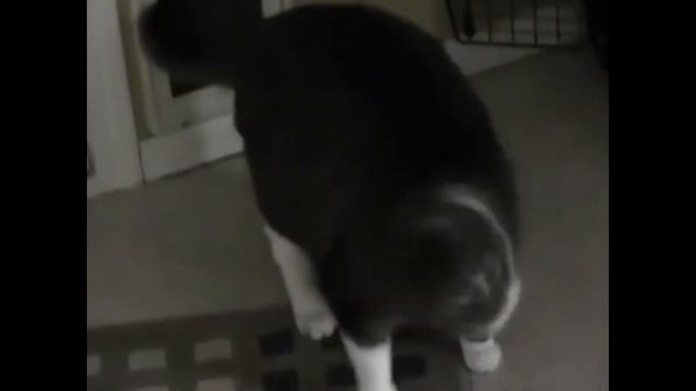 Толстый кот пытается пролезть в дом смотреть онлайн