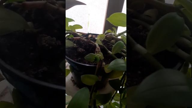 Традесканция уход от А до Я. смотреть онлайн