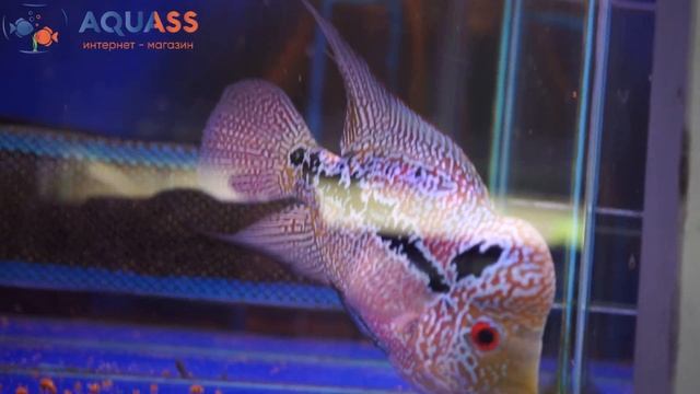 ?Aquass - Цихлазома Фловер Хорн красный дракон смотреть онлайн