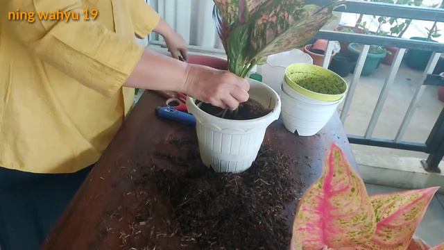 Unboxing Aglaonema Yang Beli Online (Dijamin Hidup,Anti Gagal) смотреть онлайн