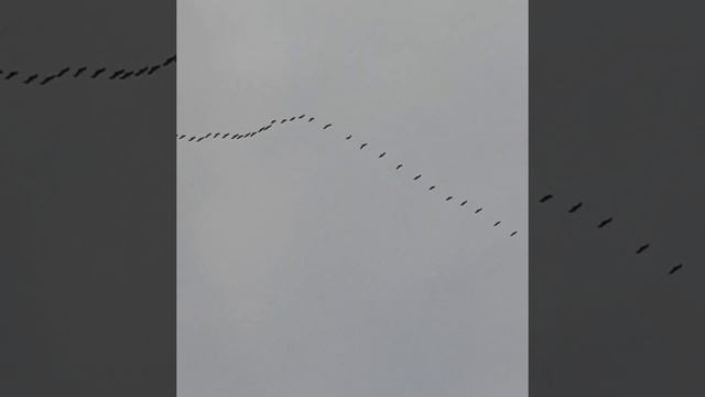 Журавли прилетели ! А если прилетели Журавли то значит весна точно пришла ура ☺️??????? смотреть онлайн