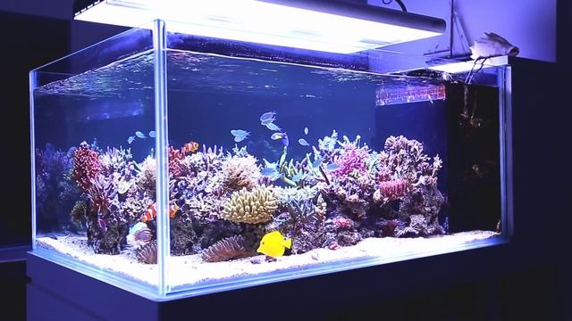 Bring the Reef Home - System смотреть онлайн