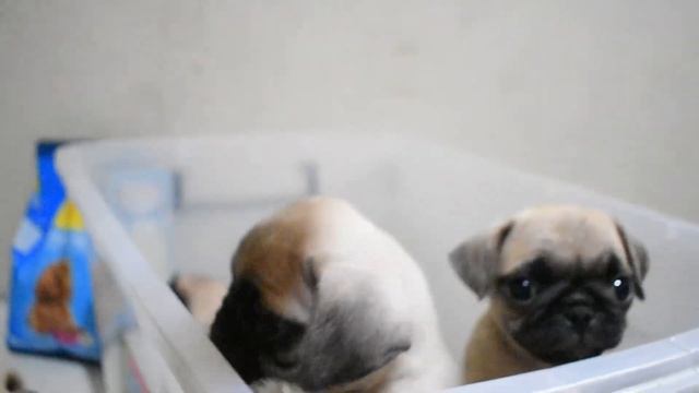 Pug Puppies Eating for the first time смотреть онлайн