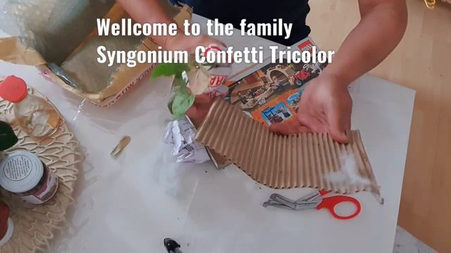 Syngonium Confetti Tricolor   Unboxing