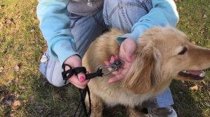 Поводок из паракорда в полевых условиях