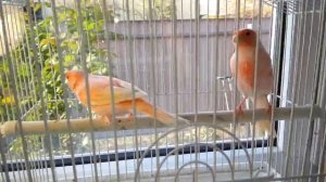 Канарейки,лучшие красители для цветных канареек.Чем кормить канареек во время линьки