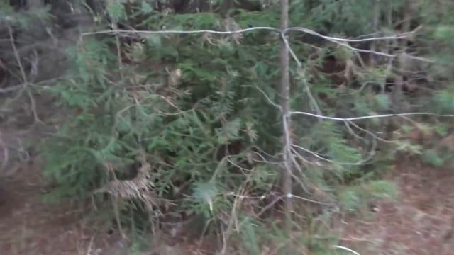 Охота на куницу капканами. смотреть онлайн