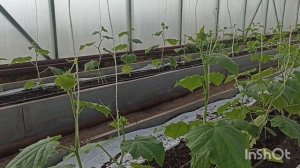 ОСЛЕПЛЕНИЕ ОГУРЦА. Как это делать и зачем это нужно. 25 марта 2023