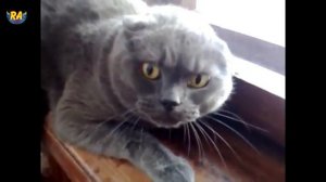 Смешные животные    злые коты 2
